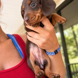 Wren AKC 3220 - Chocolate and tan female Dachshund puppy in Indian Trail, North Carolina from Hilda’s Teenie Weenies