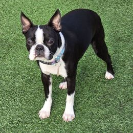 Remi - Boston Terrier
