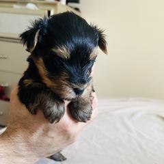 Shorkies from Hope Shih tzu and Shorkie