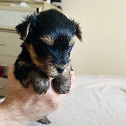 Shorkies from Hope Shih tzu and Shorkie