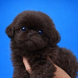 Parker - Chocolate male Shih Tzu puppy in Tallahassee, Florida from Bows and Bow Ties