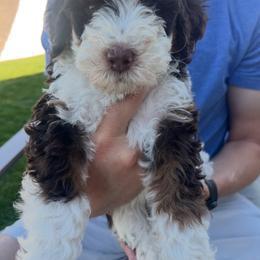 Duchess - Tri-color female Bernedoodle puppy in Saratoga Springs, Utah from Coconut Bernedoodles