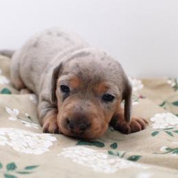 CKC Eleven - Dapple female Dachshund puppy in Christiansburg, Virginia from Little Legs Luxury Dachshunds