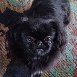 Pekingese from Deena Wood's Pekingese