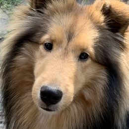 Ringo - Shetland Sheepdog