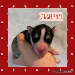 Ginger Snap - Gray and white male Siberian Husky puppy in Southampton, New Jersey from First Frost Kennels