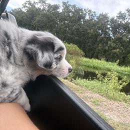 Miniature Australian Shepherd Puppies from Peace Creek Aussies