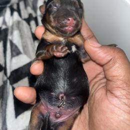 Hamton - Black and tan male Yorkipoo puppy in Gastonia, North Carolina from Dynasty Kennel
