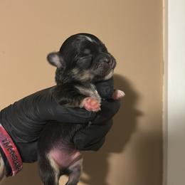 Dice - Black and tan male Chihuahua puppy in Knowlton Township, New Jersey from Augenblick Kennels