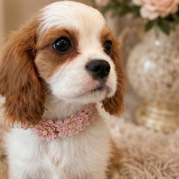 Unity - Blenheim female Cavalier King Charles Spaniel puppy in Mount Dora, Fl, Florida from Breezy Palms Cavaliers
