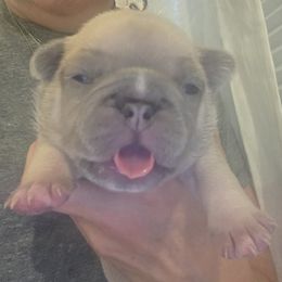 Ginger - Blue fawn female French Bulldog puppy in Salina, Kansas from Peace Love  & Frenchies