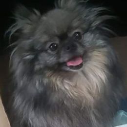 Calypso  - Pomeranian