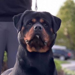 Ultra - Rottweiler