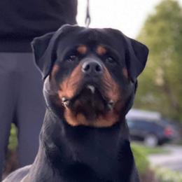 Ultra - Rottweiler