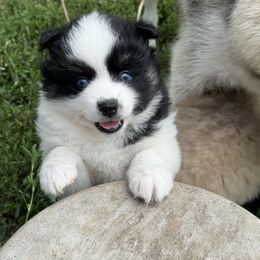 Cece - Black and white female Pomsky puppy in Doon, Iowa from Luxury Pomsky