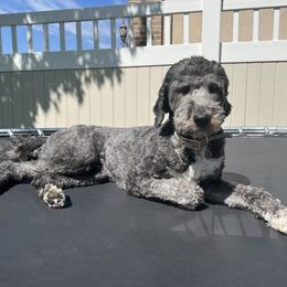 Bertie - Sheepadoodle