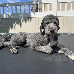 Bertie - Sheepadoodle
