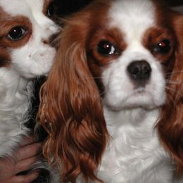 Cavalier King Charles Spaniels from Sandy Liston