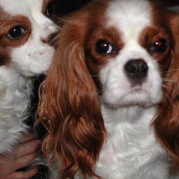 Cavalier King Charles Spaniels from Sandy Liston