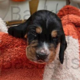 Valley (black collar) - Black brown and white male Basset Hound puppy in Big Rapids, Michigan from Basket Hound Bassets