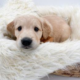 Molly - Light golden female Golden Retriever puppy in Elmwood Park, Illinois from Goldens&MiniAussiesWithFinesse