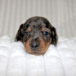 Silas - Dapple male Dachshund puppy in Fairfax, Iowa from Grayson’s Lovable Dachshunds