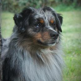Chewie - Miniature Australian Shepherd