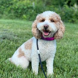 Cali - Goldendoodle