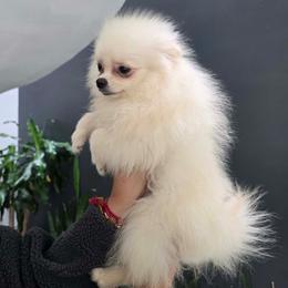 Dolce - Cream female Pomeranian puppy in Moody, Texas from Luxury Pets of Central Texas