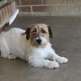 Lizzie - Russell Terrier