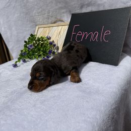 Girl 4 - Dapple female Dachshund puppy in Stilwell, Oklahoma from Johnson Dachshund’s