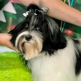 Havanese from Dunhill Havanese