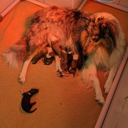 Collie Puppies from Nine Eves