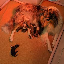 Collie Puppies from Nine Eves