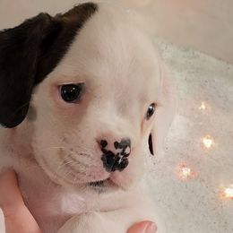 Boy 2 (Hound) Aka DJ - White Boxer puppy in Lafayette, Tennessee from Silver Rain