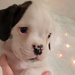 Boy 2 (Hound) Aka DJ - White Boxer puppy in Lafayette, Tennessee from Silver Rain