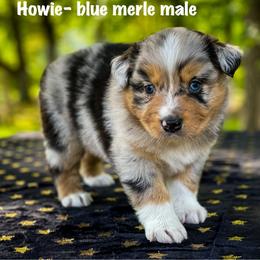 Howie - Australian Shepherd puppy in Coldwater, Michigan from Northern Star Australian Shepherds