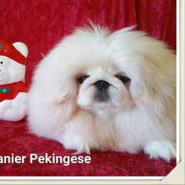 Little Harry - Pekingese
