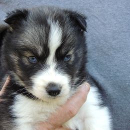Pomsky and Siberian Husky Puppies from Beastly Beauties Huskies & Pomskies