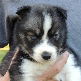 Pomsky and Siberian Husky Puppies from Beastly Beauties Huskies & Pomskies