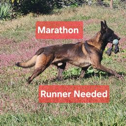 Richard - Mahogany male Belgian Malinois puppy in Elizabethton, Tennessee from Forever Family K9