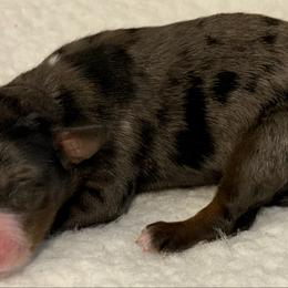 Elena - Red merle female Miniature Australian Shepherd puppy in Bogata, Texas from Maple Creek Run