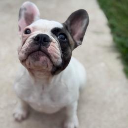 Lilac fawn pied - White and fawn female French Bulldog puppy in Port St. Lucie, Florida from Beyond Blessed Breeding