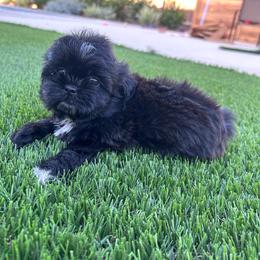 Doc - Black and white male Shih Tzu puppy in Porterville, California from Moore Shih Tzus