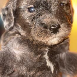 Girl 2 - Merle female Goldendoodle puppy in Holly, Colorado from Vida’s Loving Doodles