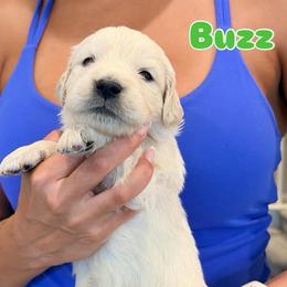 Buzz - Light golden male Golden Retriever puppy in Las Vegas, Nevada from Robinson Retrievers