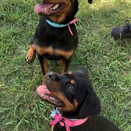 Rottweilers from VomOlvera-Rottweilers
