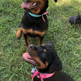 Rottweilers from VomOlvera-Rottweilers