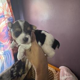 Parti girl - Parti female Yorkshire Terrier puppy in Ohio from Britt n Cindys Yorkshire Terriers