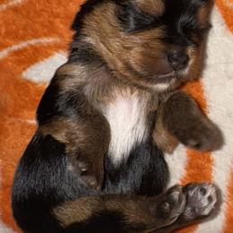 Yorkshire Terrier Puppies from Heaven_sent_toy_yorkies